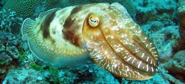 ceph-cuttle