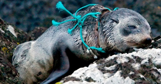 seal-choked-by-garbage