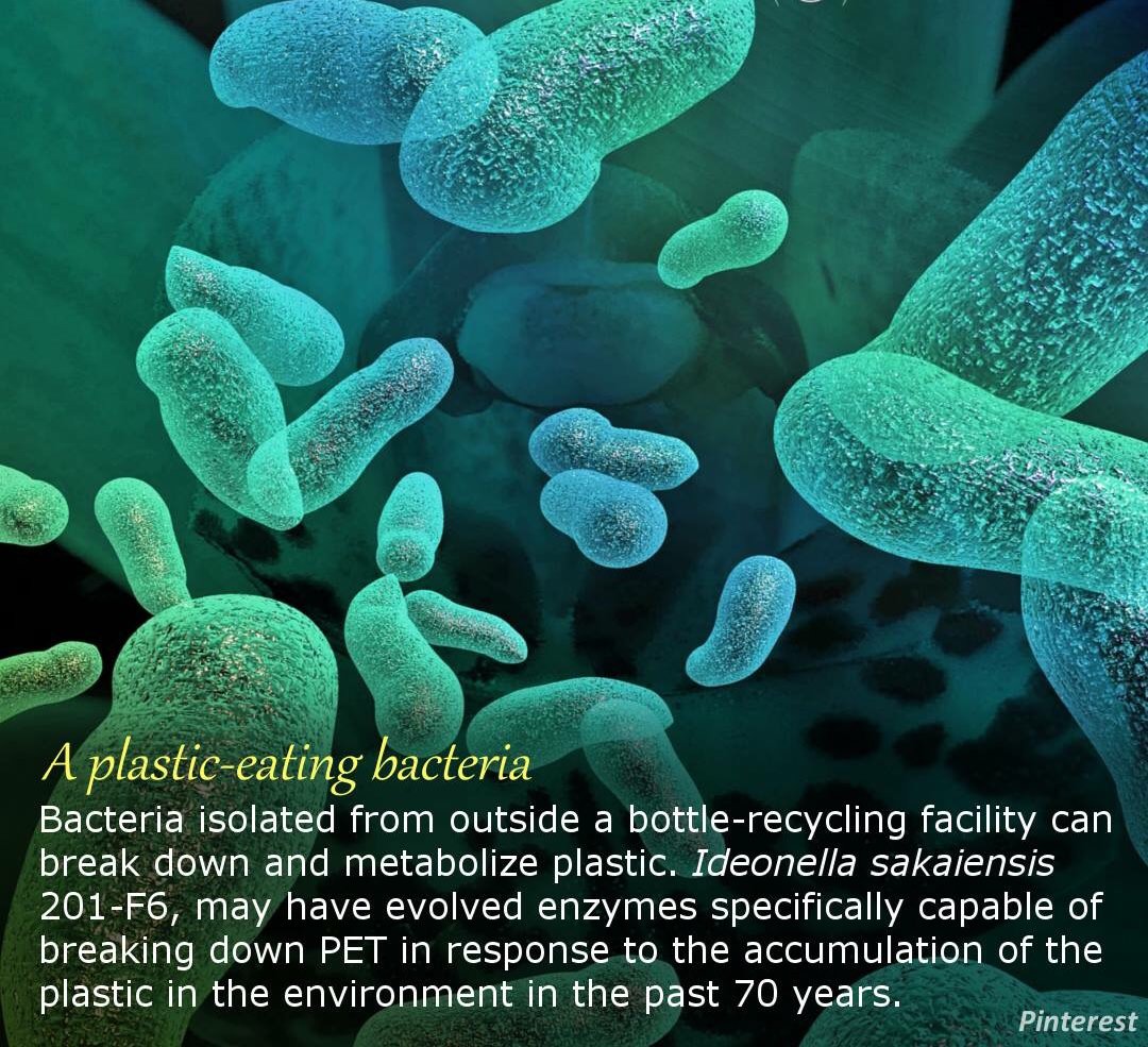 Plastic-eating-Bacteria