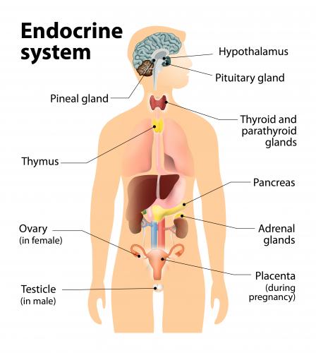 EPA-endocrine-system