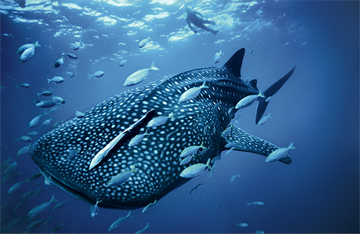 WhaleShark-sm-NatlGeog