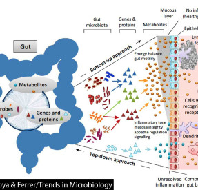 Gut-Microbiome