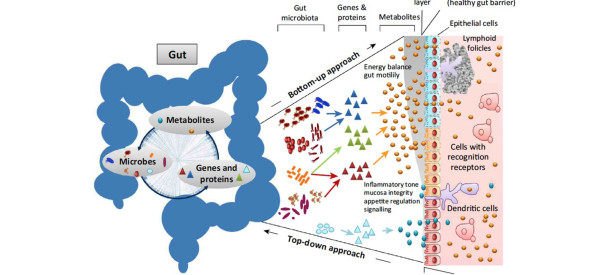 Gut-Microbiome