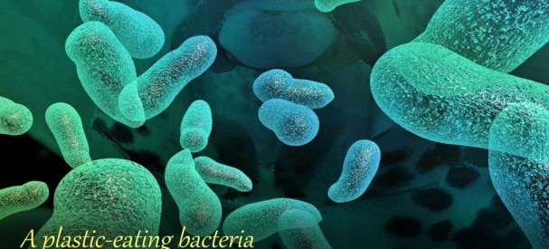 Plastic-eating-Bacteria